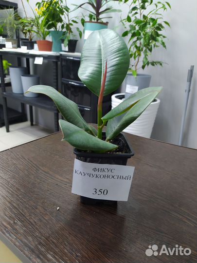 Фикус каучуконосный