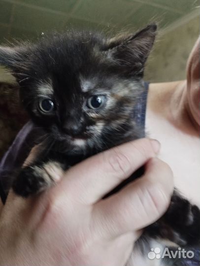 Отдадим котят