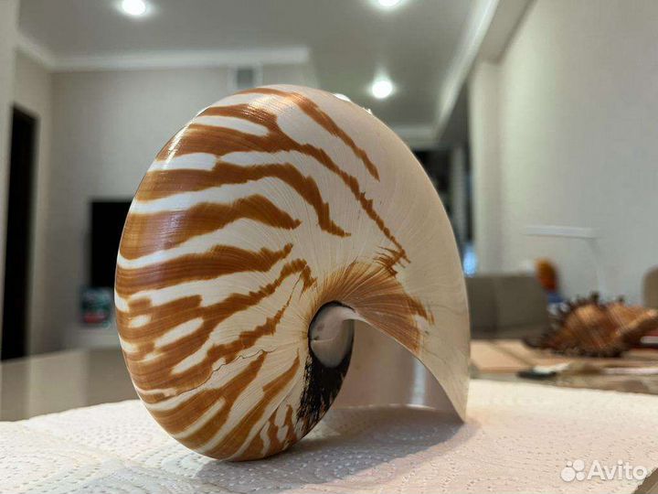 Морская раковина 