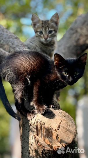 Котята ищут дом