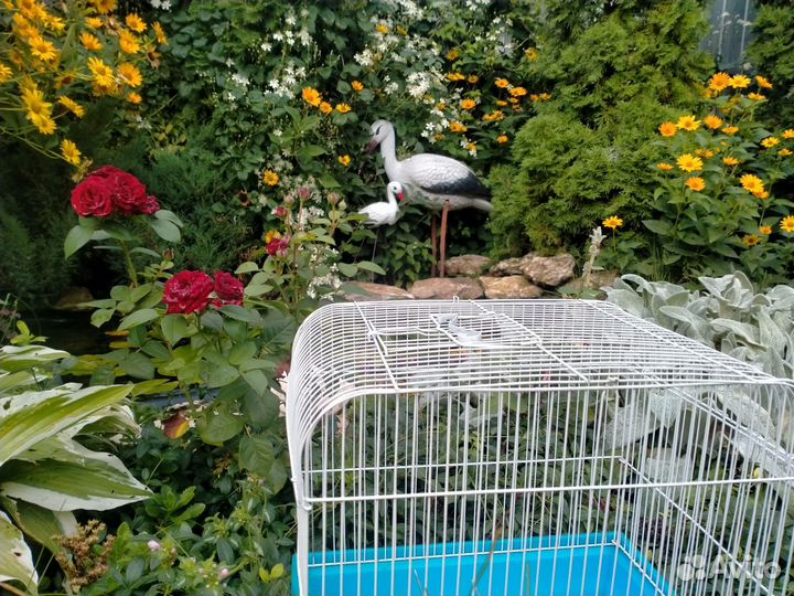 Вольер для попугаев