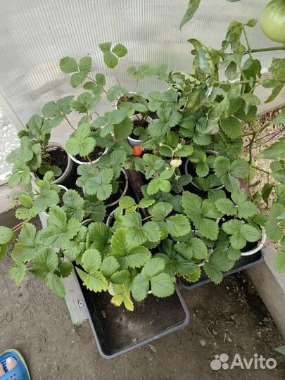 Саженцы ремонтантной клубники