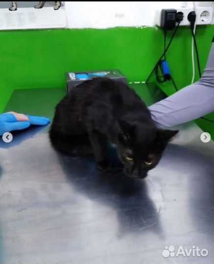 Черная кошка Юна, 7 месяцев, в добрые руки