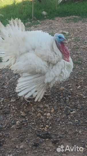 Индюшата хайбрид конвертер