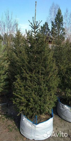 Саженцы сибирской ели экстра класс