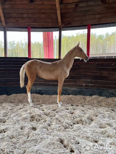 Ахалтекинский жеребчик