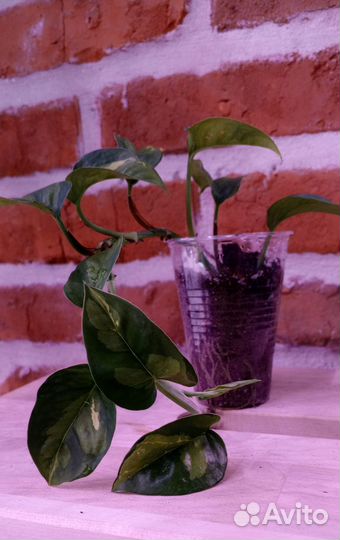 Сциндапсусы, эпипремнумы, сингониумы