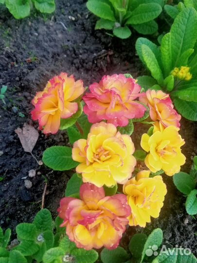 Цветы лилии,примулы