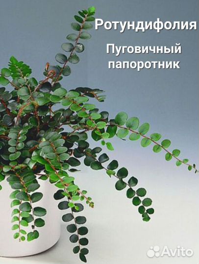 Папоротники разные