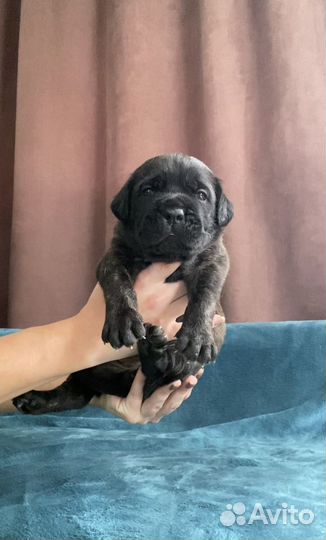 Тигровый мальчик кане корсо