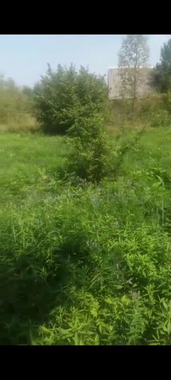 Участок 6 сот. (СНТ, ДНП)