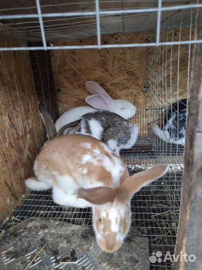 Кролики мясных пород
