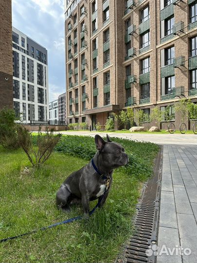 Французский бульдог голубого окраса вязка