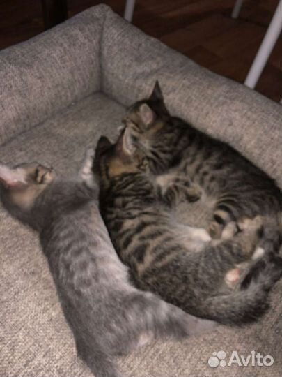 Котята отдам в добрые руки бесплатно