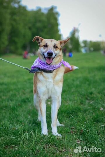 Собака из приюта в добрые руки