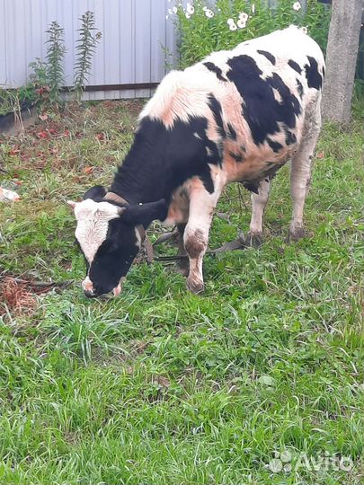 Бычки на откорм