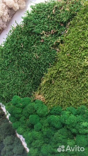 Мох стабилизированный