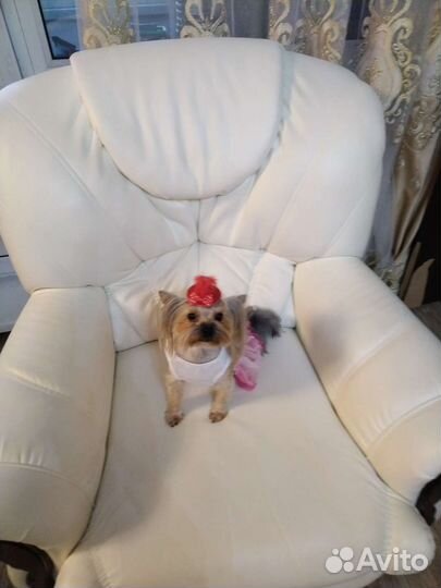 Йоркширский терьер мини девочка