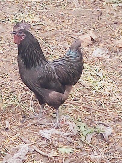 Куры и петухи китайск. шелк, ухейилюй, павловские