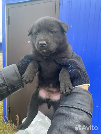 Собака в добрые руки щенок