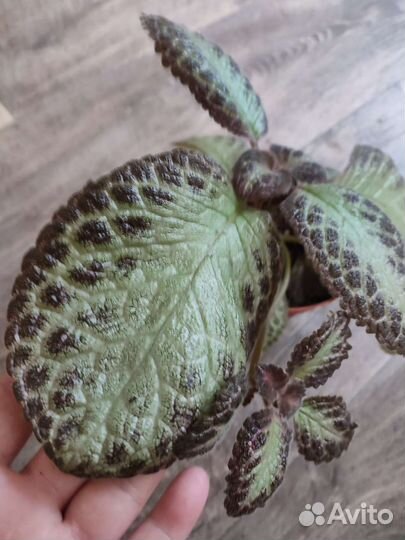 Цветы эписция