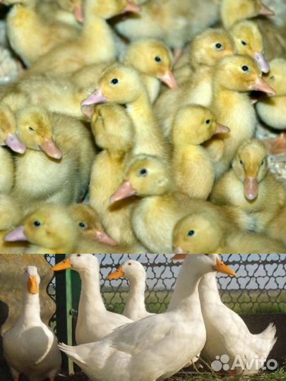 Утята стар 53