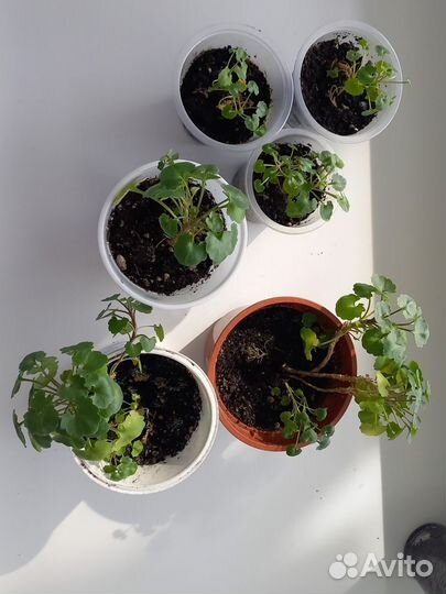 Цветы(разные)