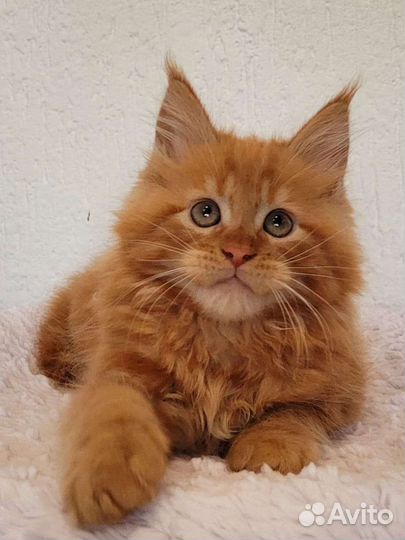 Настоящий мейн кун тяжеловес