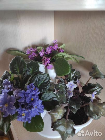 Фиалки в горшках