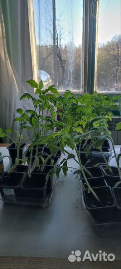 Рассада помидор и перцев