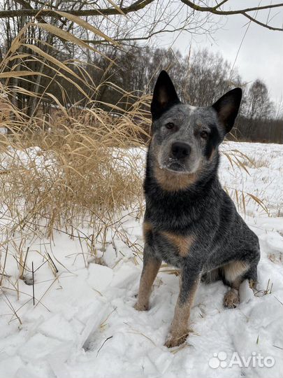 Собака в добрые руки Австралийский хилер