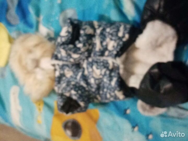 Одежда для собаки той-терьера