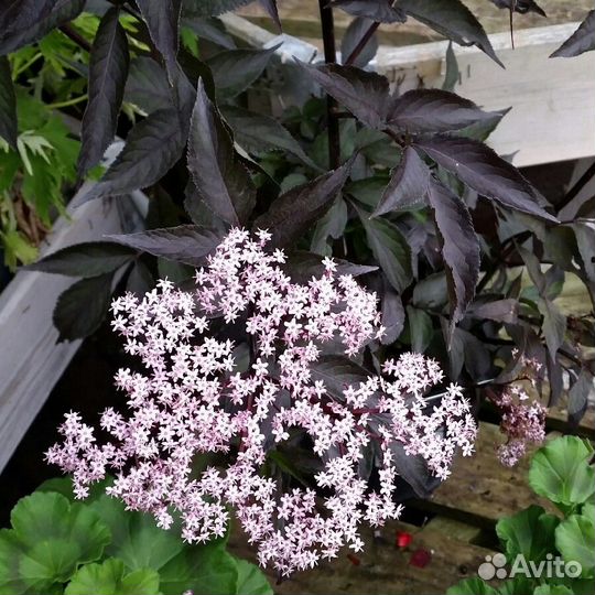 Пион Марьин корень