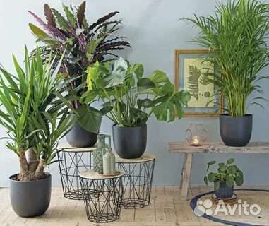 Озеленение и растения на заказ