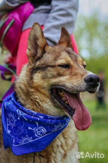 Собака в добрые руки отдам бесплатно