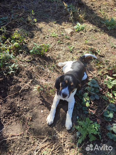 Отдам бесплатно