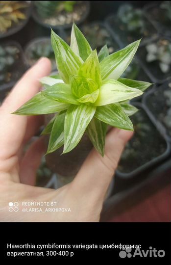 Хавортии. Суккуленты