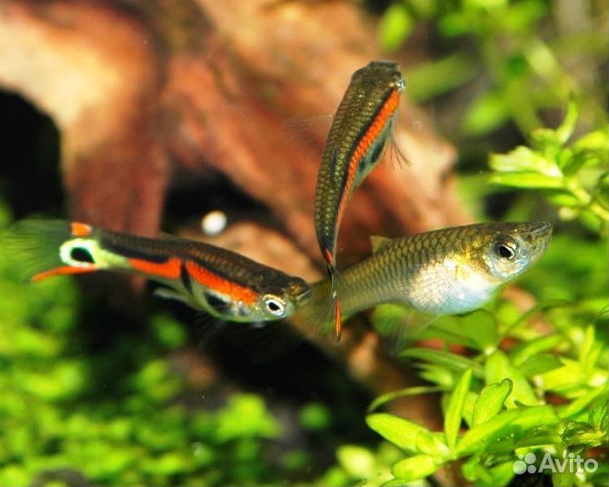 Аквариумные рыбки гуппи