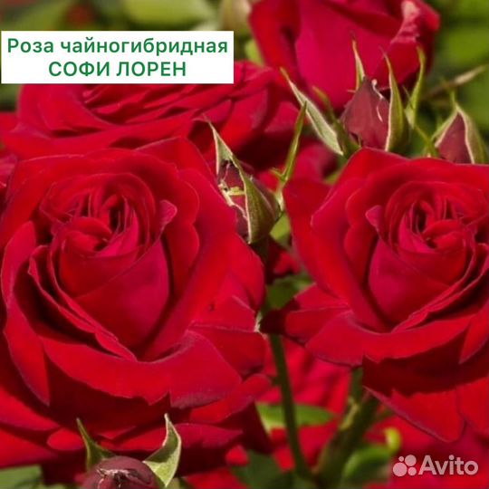 Саженцы роз в ассортименте 2-х летки с доставкой