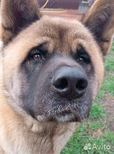 Вязка собак