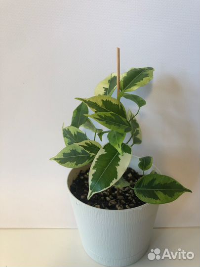 Фикусы сортовые Голден Кинг, Даниэль, Букле