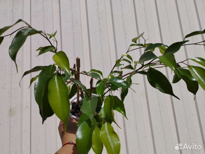 Фикусы Бенжамина, декабрист, драцена Маргината