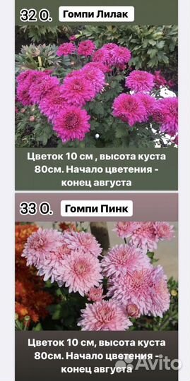 Черенки хризантемы корейской