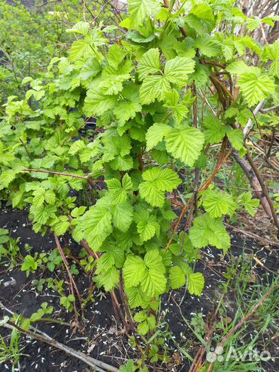 Саженец ежевики