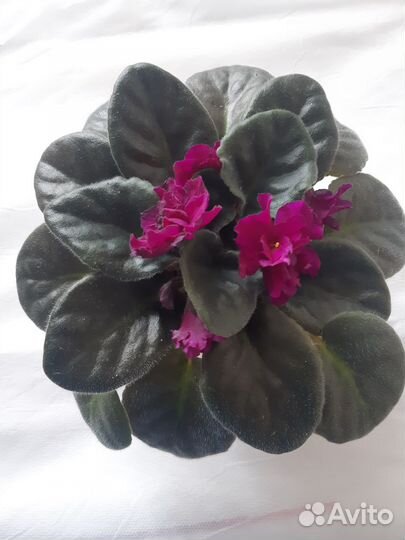 Фиалки отростки