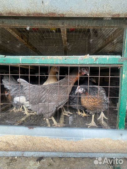 Куры несушки