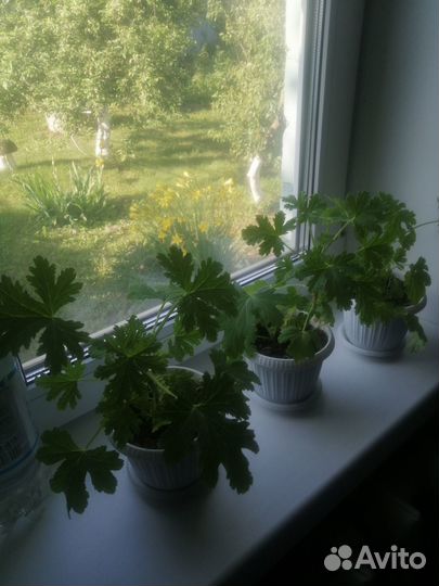 Душистая герань лечебная Mabel Grey