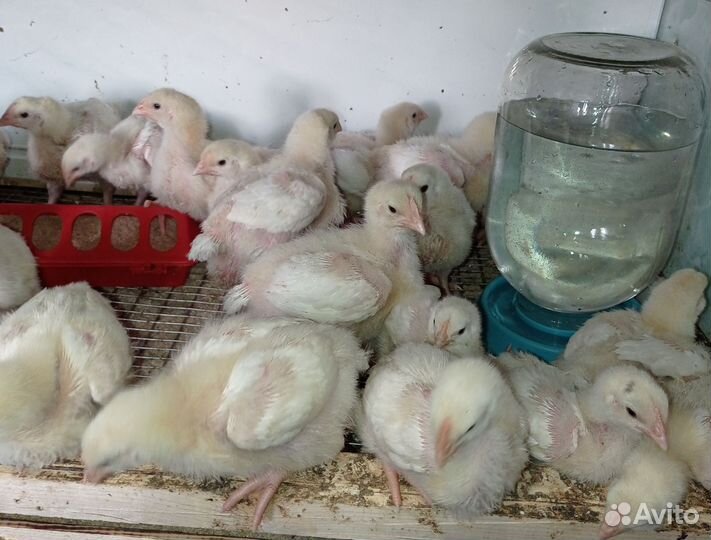 Цыплята бройлеры суточные и подрощенные