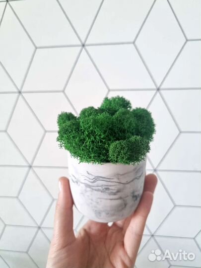 Стабилизированный мох в бетонном кашпо