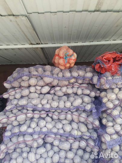 Картофель продовольственный